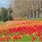 Nochmal ein Tulpenmeer