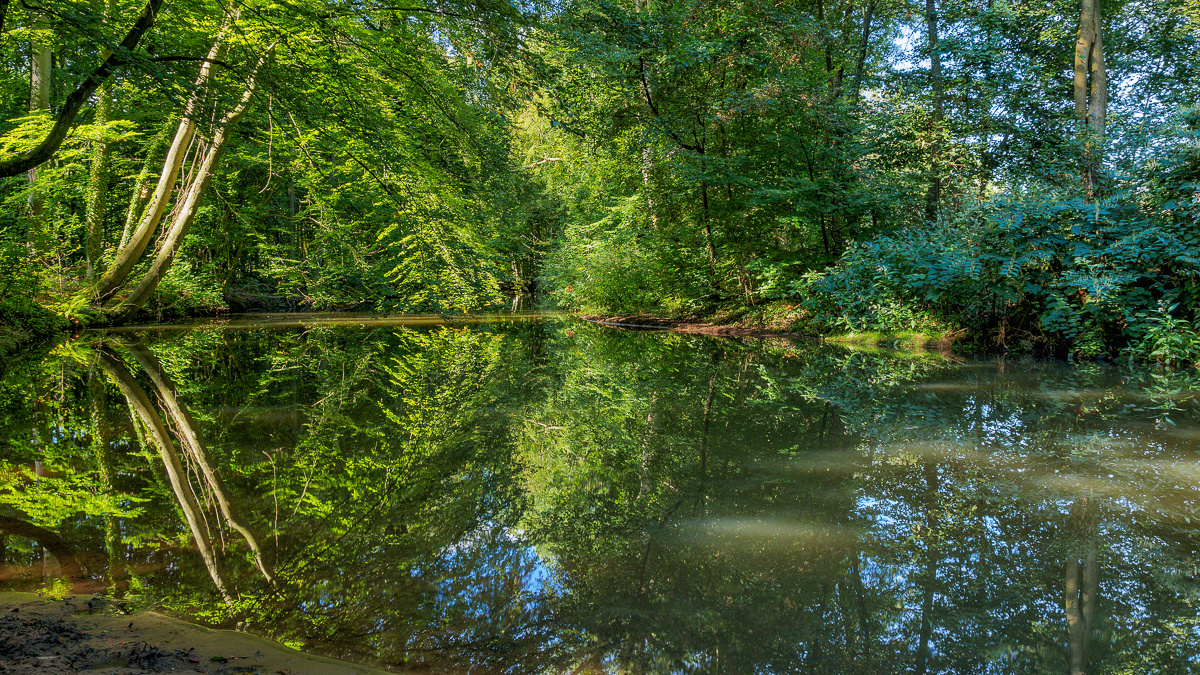 Nochmal ein Wasserwald