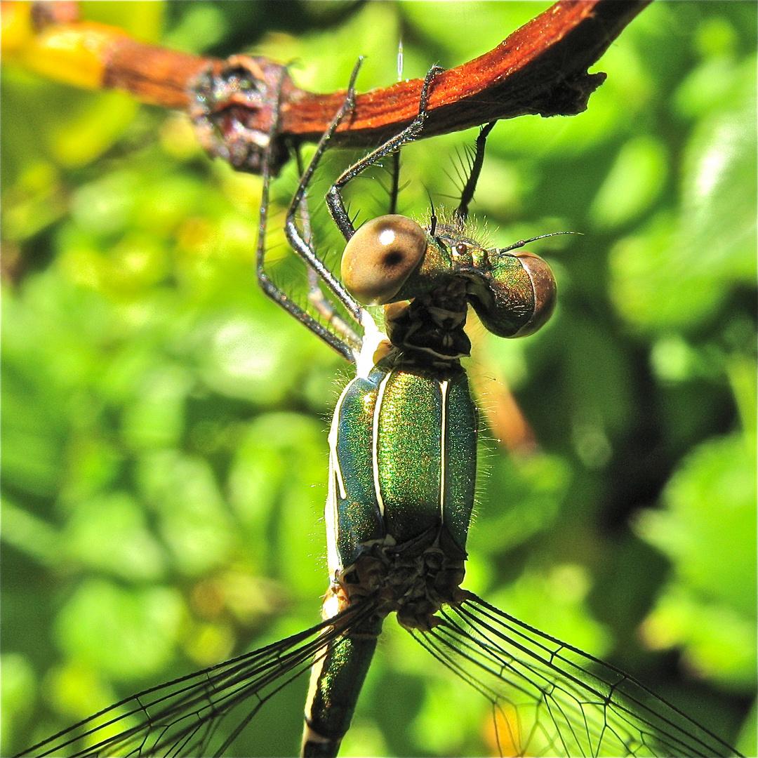 Nochmal eine Nahaufnahme von der Gemeinen Weidenjungfer (Chalcolestes viridis)