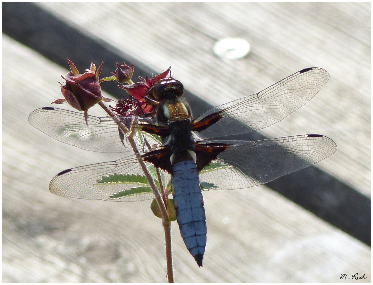 Nochmal eine Plattbauch Libelle ,