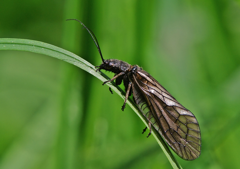 Nochmal eine Schlammfliege,