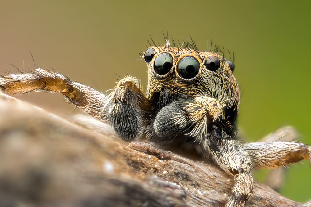 Nochmal eine Spring Spinne