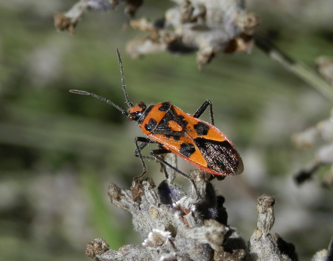 Nochmal eine Zimtwanze (Corizus hyoscyami) auf Lavendel