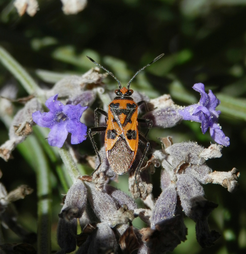 Nochmal eine Zimtwanze (Corizus hyoscyami) auf Lavendel