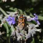 Nochmal eine Zimtwanze (Corizus hyoscyami) auf Lavendel