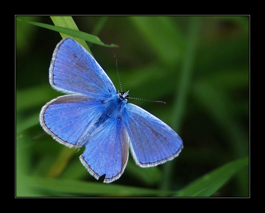 nochmal einer der blauen - himmelblaues hauhechelbläulingsmännchen