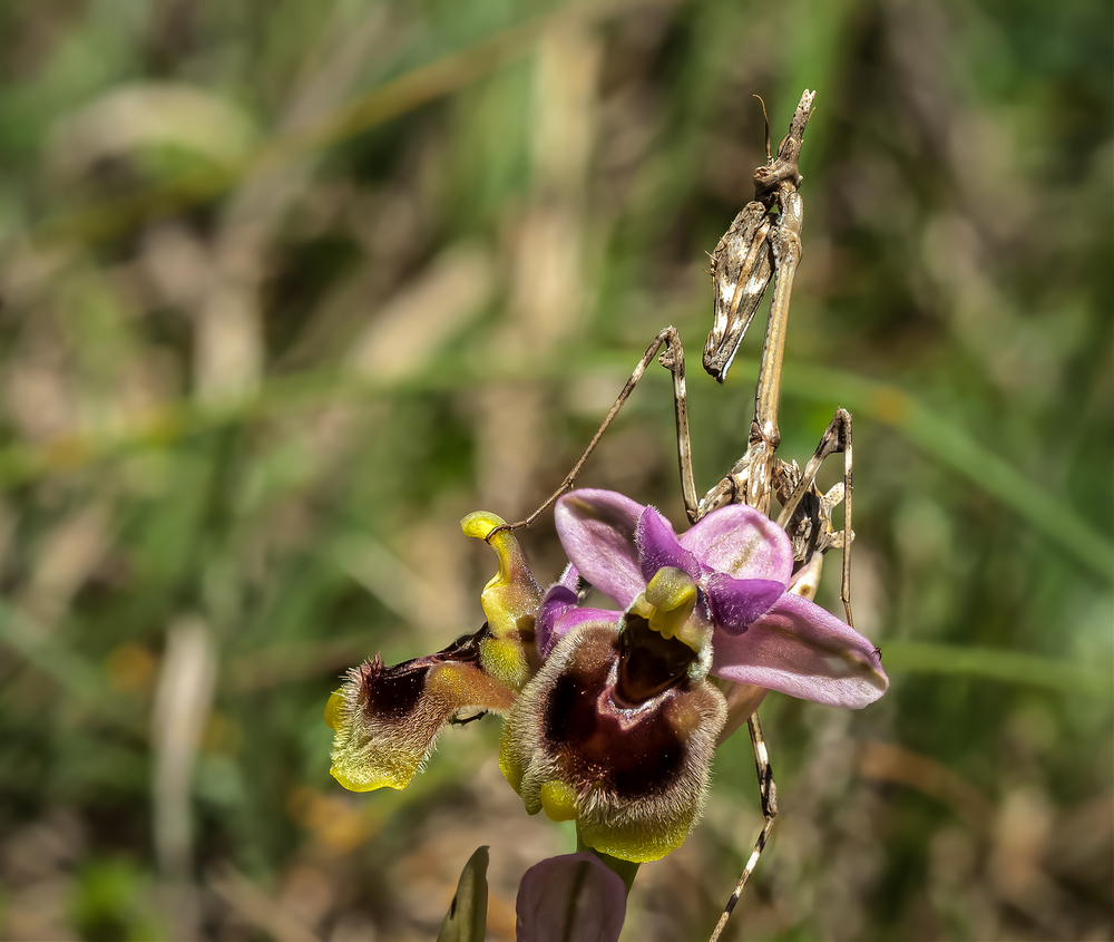 Nochmal Empusa