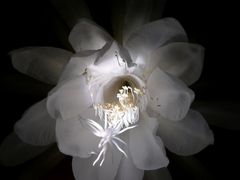 nochmal Epiphyllum Oxypetalum