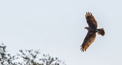 Nochmal "falscher Bussard" - eine Rohrweihe