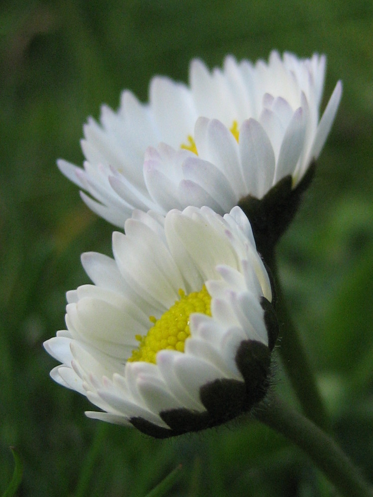 Nochmal Gänseblümchen