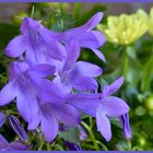 nochmal Glockenblumen mit Dahlien