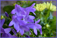 nochmal Glockenblumen mit Dahlien