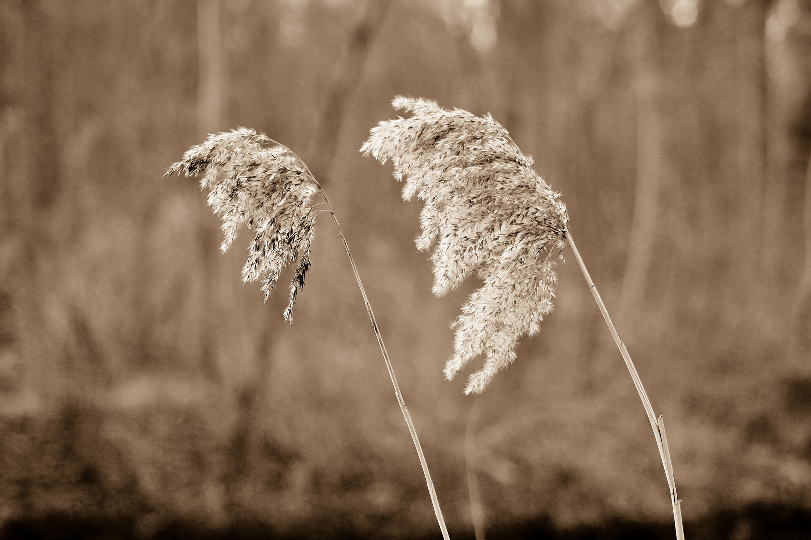 nochmal Gräser im Wind