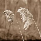 nochmal Gräser im Wind