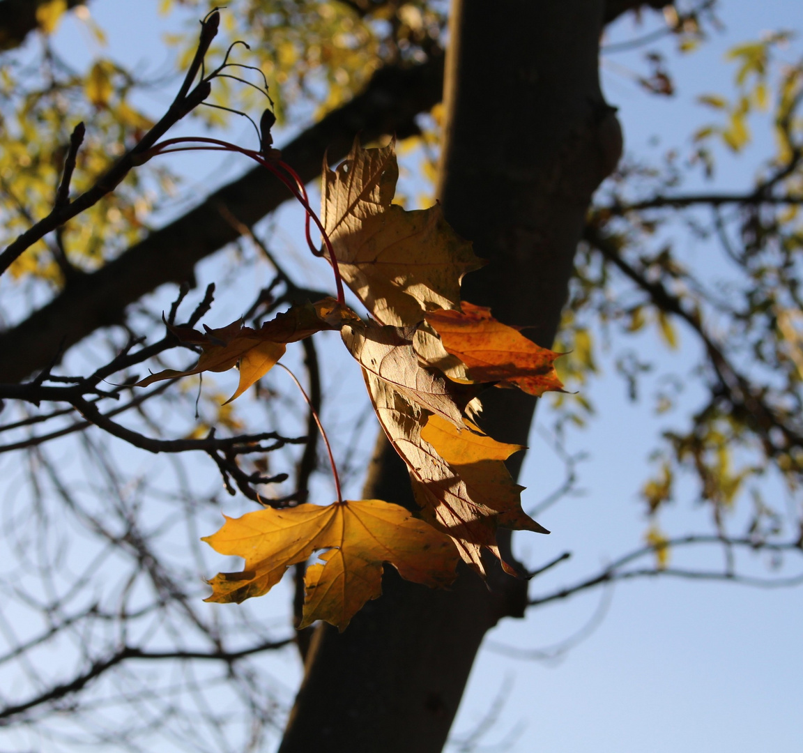 nochmal Herbst