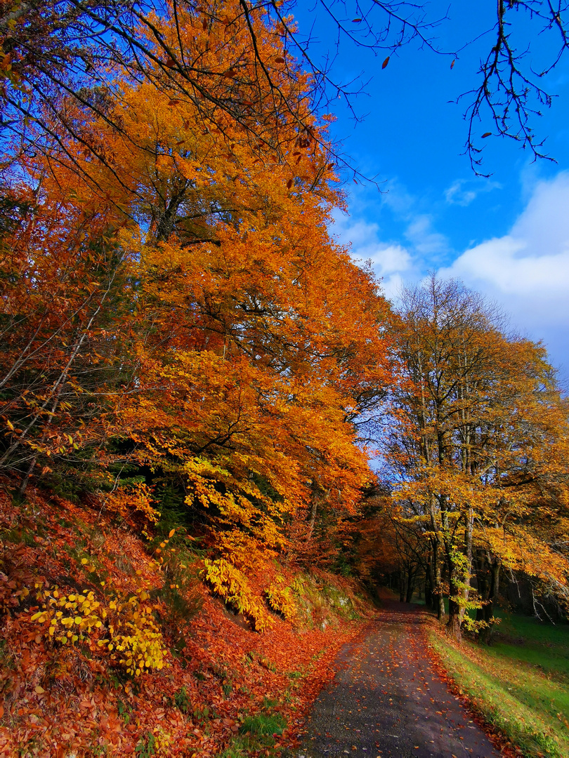 Nochmal herbstlich 