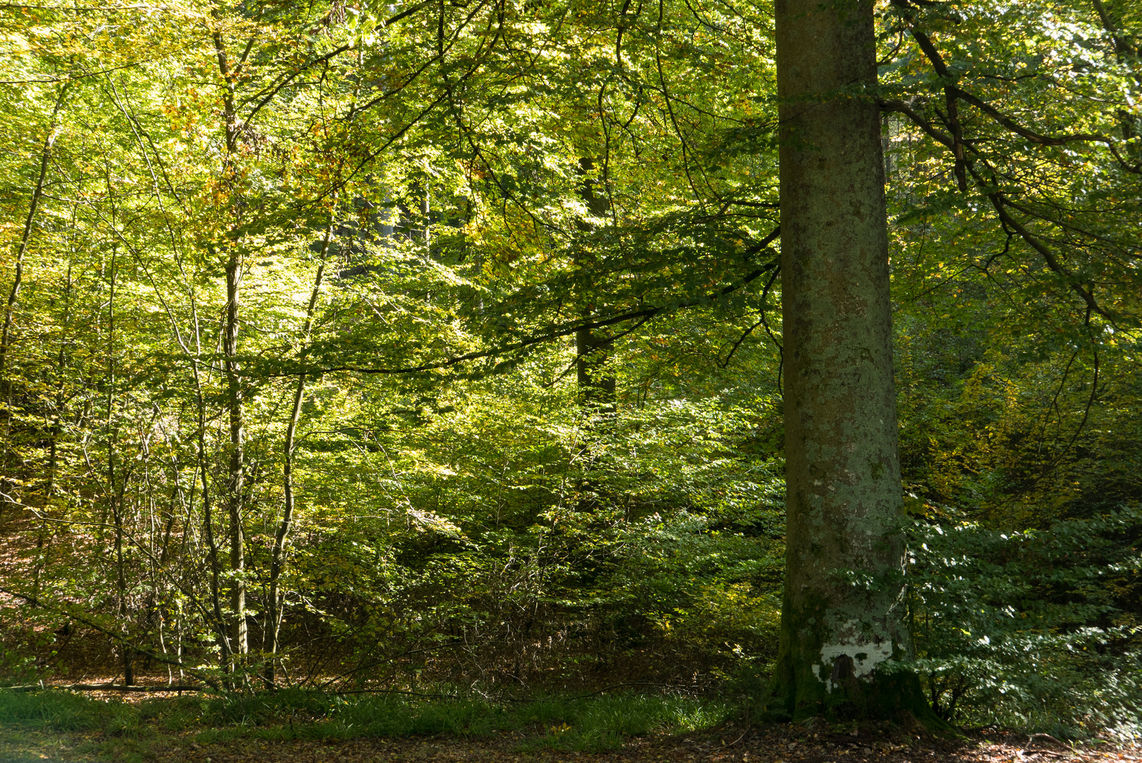 Nochmal Herbstwald