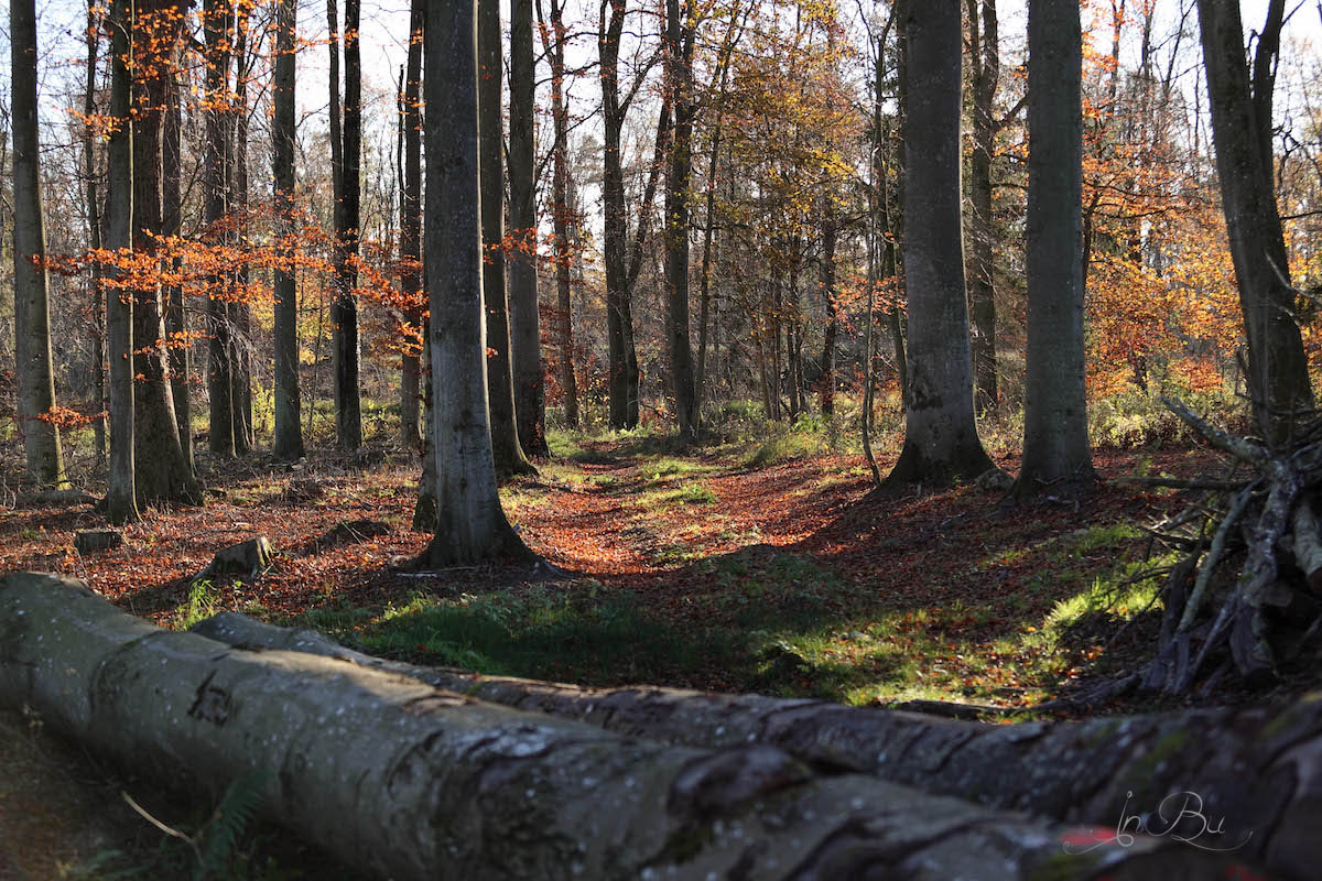 nochmal Herbstwald