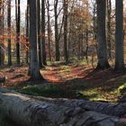 nochmal Herbstwald