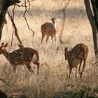 nochmal im Ranthambore- Tiger Nationalpark I