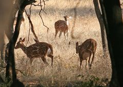 nochmal im Ranthambore- Tiger Nationalpark I