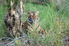 nochmal im Ranthambore- Tiger Nationalpark III