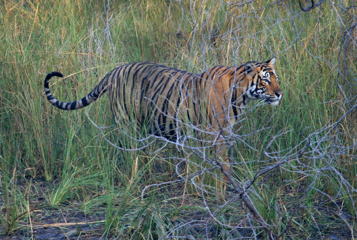 nochmal im Ranthambore- Tiger Nationalpark IV
