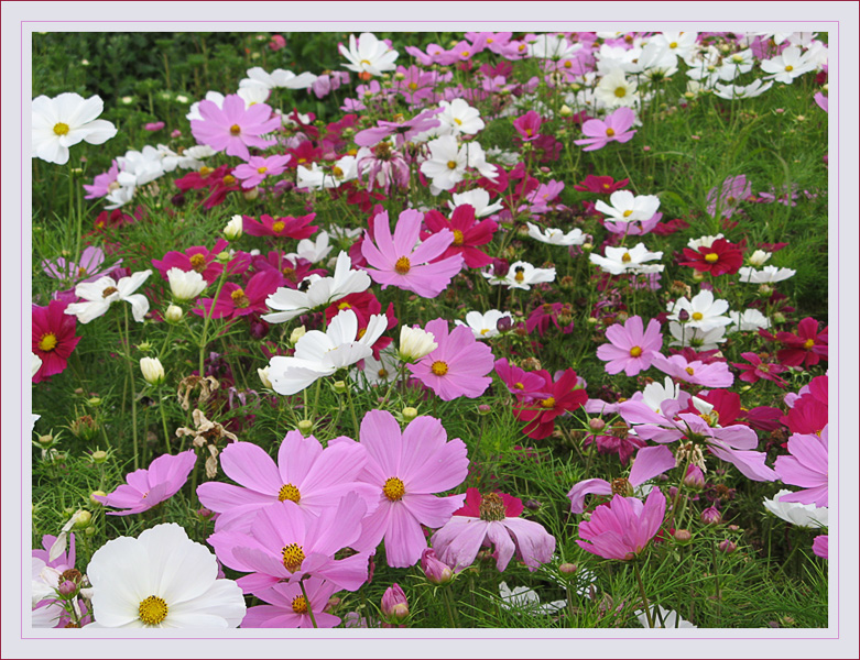 nochmal in Sommerblüten schwelgen