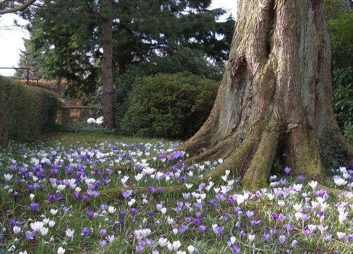 Nochmal junger Frühling unter uralter Zeder