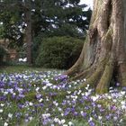 Nochmal junger Frühling unter uralter Zeder