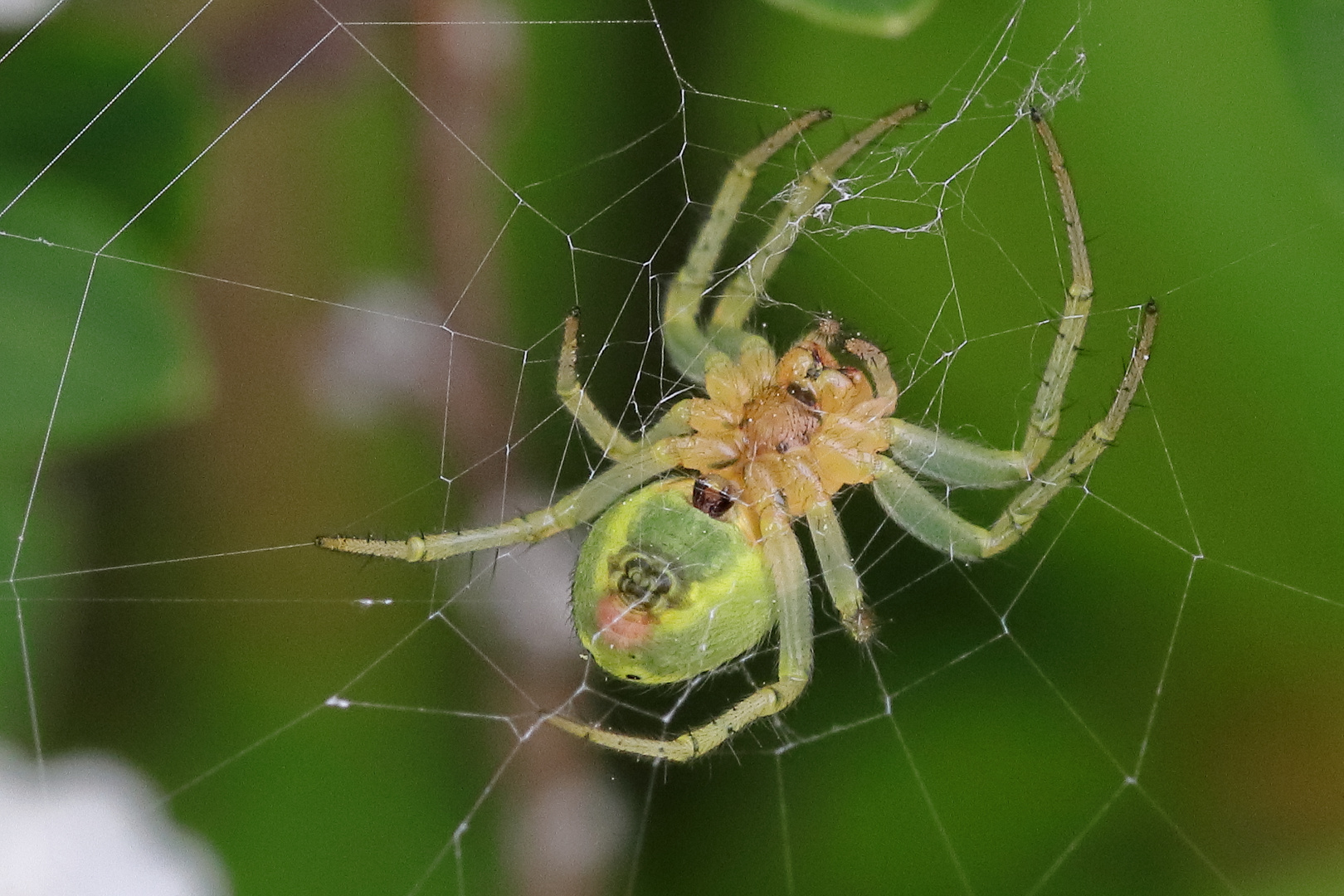 Nochmal kleine Spinne