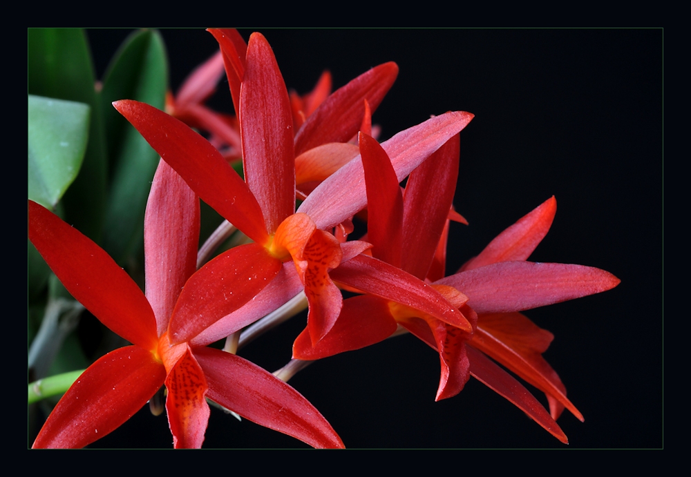 nochmal Laeliocattleya