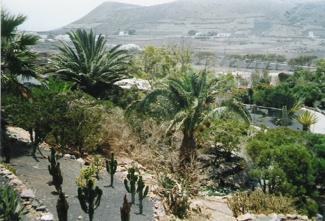 Nochmal Lanzarote im Tal der tausend Palmen