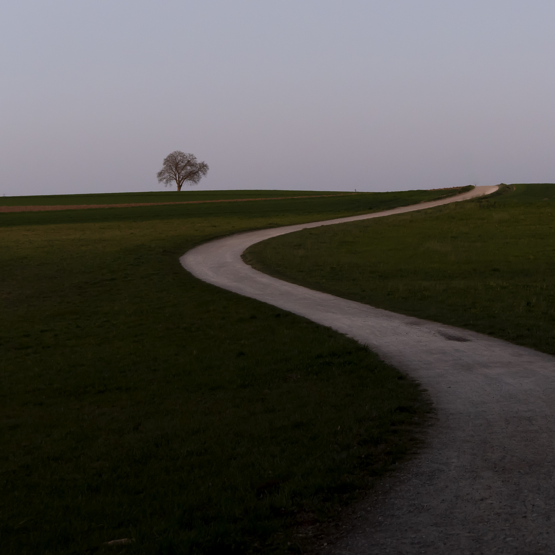 Nochmal Lieblingsbaum - andere Perspektive