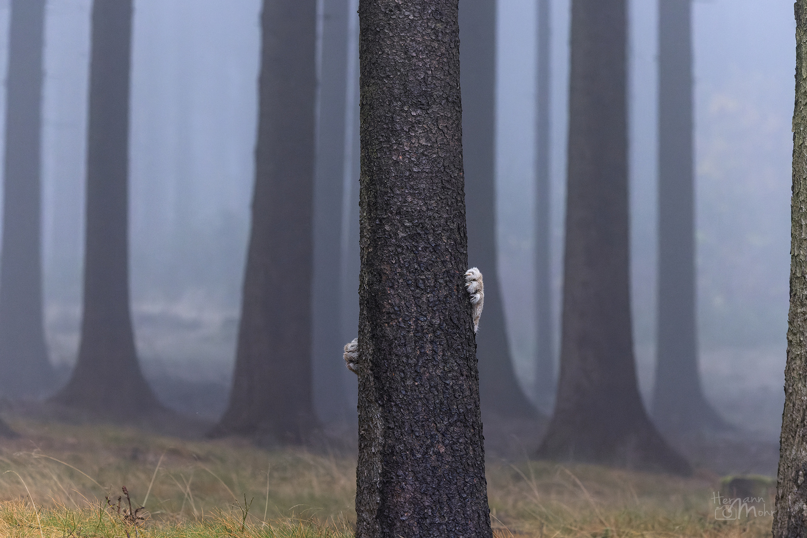 nochmal Luchs ...