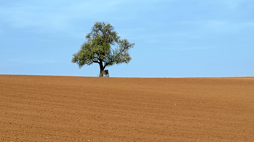 Nochmal mein einsamer Baum in der "Wüste"