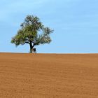 Nochmal mein einsamer Baum in der "Wüste"