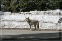 nochmal "mein" scheuer Coyote