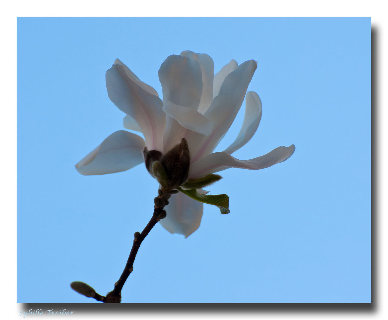 Nochmal meIne Sternmagnolie