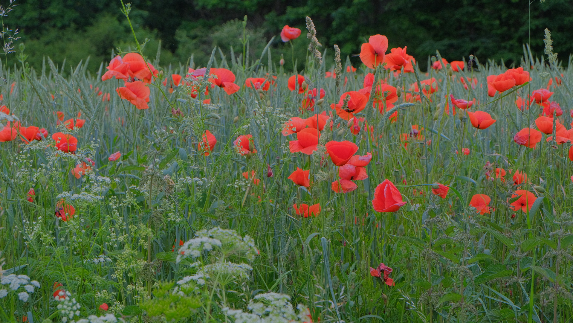 nochmal Mohn, 2 (amapolas otra vez, 2)