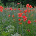 nochmal Mohn, 2 (amapolas otra vez, 2)