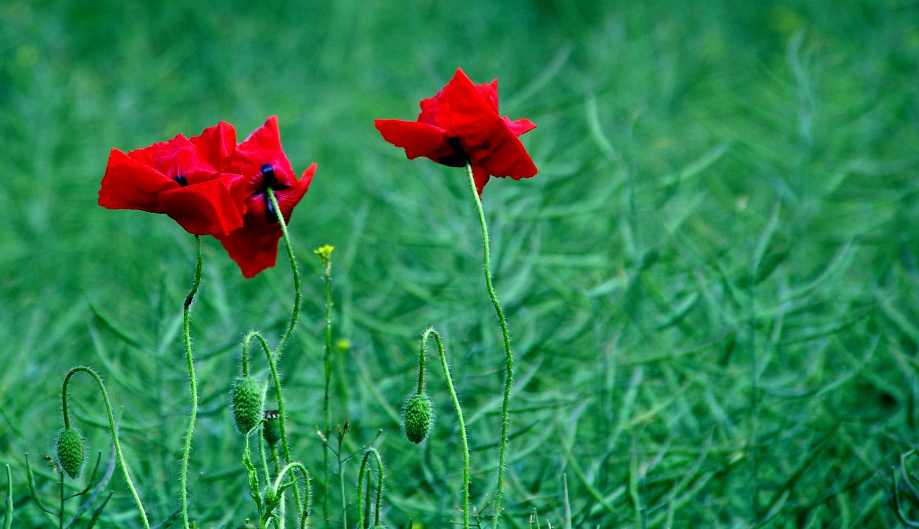 nochmal Mohn