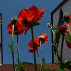 nochmal MOHN