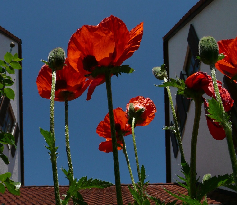 nochmal MOHN von WURZEL3000