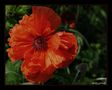 ... nochmal Mohn ... von Le petit photographe