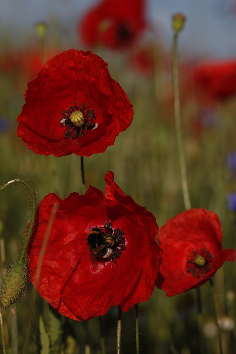 nochmal Mohn