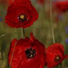 nochmal Mohn