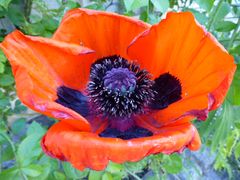 Nochmal Mohn