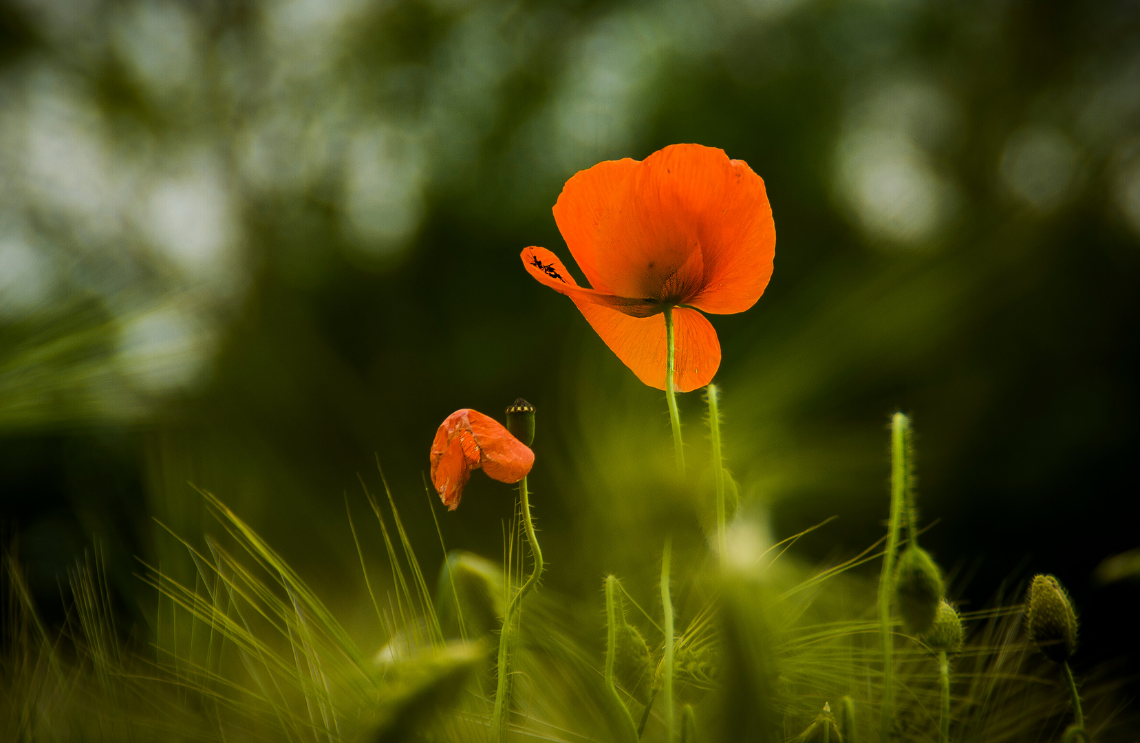 nochmal Mohn