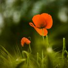 nochmal Mohn